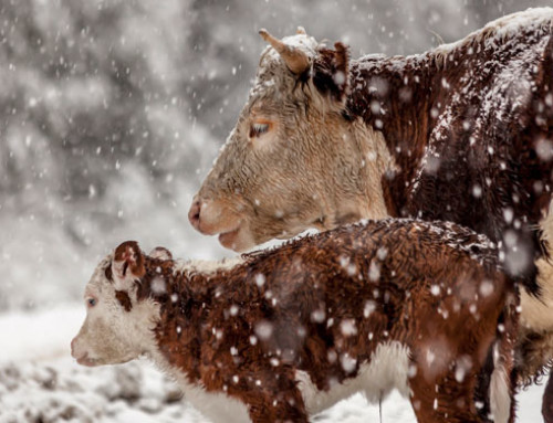 Brrr…. che freddo! Protezione nutrizionale da condizioni meteorologiche estreme per ruminanti