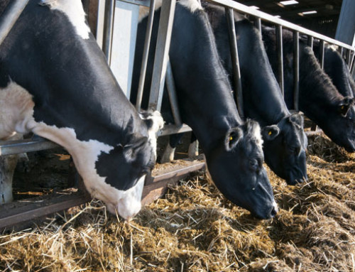 Lievito vivo Actisaf e proteine rumino-degradabili nella dieta delle vacche da latte fresche