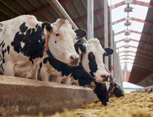 Nuovo standard nella nutrizione oligominerale delle bovine da latte