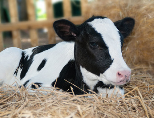 Disidratazione ed acidosi nei vitelli affetti da diarrea: uno studio sulle soluzioni reidratanti orali