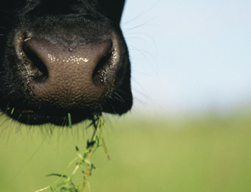 I fondamentali della nutrizione aminoacidica