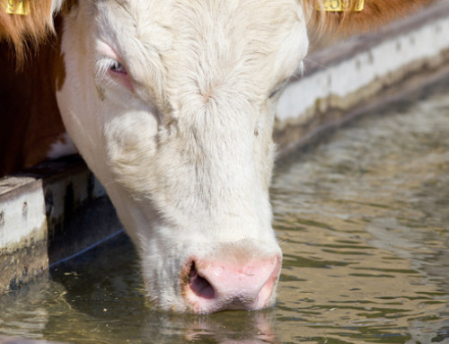 Come “leggere” l’esame dell’acqua e altre indicazioni