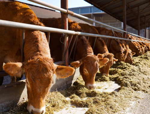 Gli effetti della supplementazione di lievito su stato di salute e performance nei bovini da carne