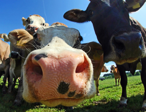 L’immunità nasale nella specie bovina