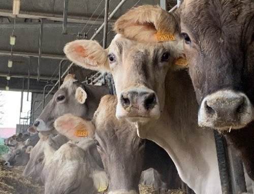 Mais BMR per vacche da latte in transizione: una nuova opportunità per aumentare le rese e diminuire lo stress in un periodo delicato
