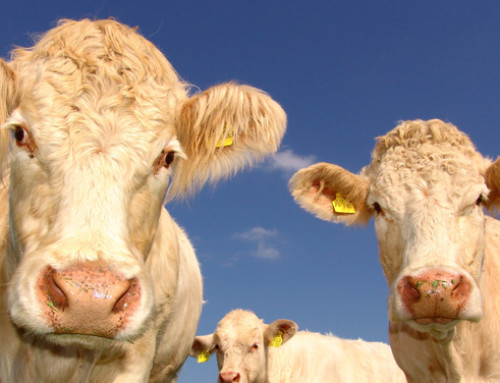 Importanti effetti del lievito vivo sui bovini da carne