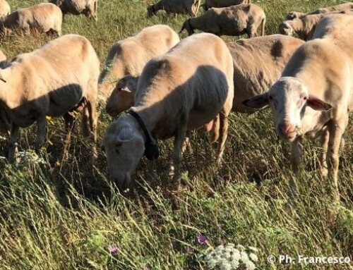 News IsmeaMercati, ovicaprini: l’andamento delle macellazioni risulta ridotto rispetto al trend che normalmente ci si aspetterebbe in questo periodo