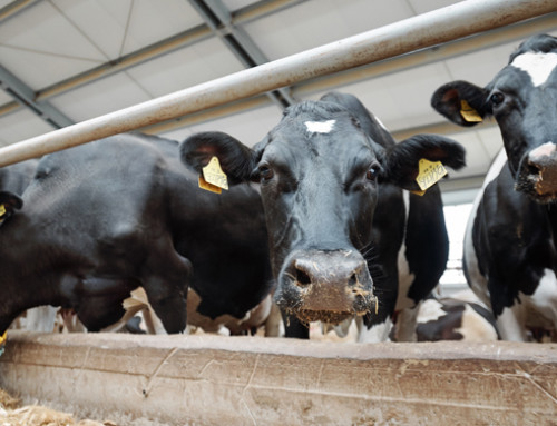 Corso PVI Formazione – UOFAA “Riproduzione e selezione nell’allevamento bovino da latte”