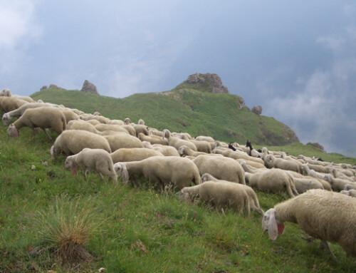 EcoLamb: un progetto di ricerca per il sostegno delle produzioni di carni ovine