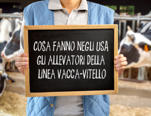 Cosa fanno negli USA gli allevatori della linea vacca-vitello