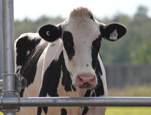 Corso PVI Formazione – UOFAA “Benessere nell’allevamento della bovina da latte”