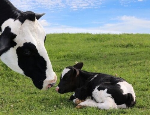 Una review sistematica degli effetti di un contatto vacca-vitello prolungato sul comportamento, sul benessere e sulla produttività